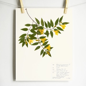 Yellow Jessamine Print; pressed plant art botanical art carolina jasmine poisonous plant art yellow floral art botany print educational art
