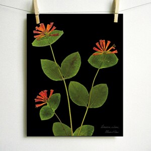 May include: A pressed flower art print featuring a black background with three orange honeysuckle flowers and green leaves. The print is signed "Lonicera sempervirens" and "Alison D. Lee".