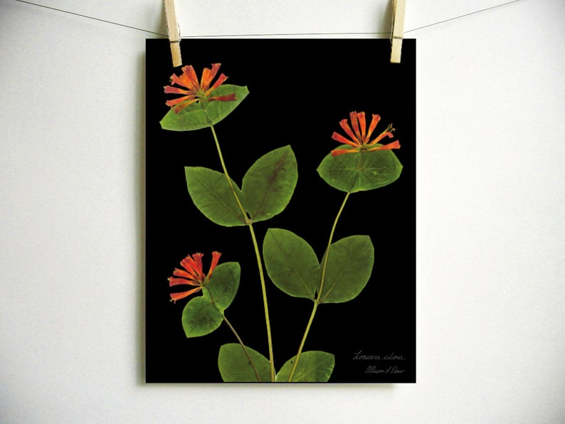 May include: A pressed flower art print featuring a black background with three orange honeysuckle flowers and green leaves. The print is signed "Lonicera sempervirens" and "Alison D. Lee".