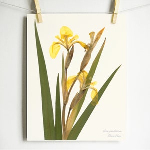 Yellow Iris Print; pressed botanical art yellow flower print vibrant color garden flower herbarium art dark floral wall décor dark botanical Light (no label)
