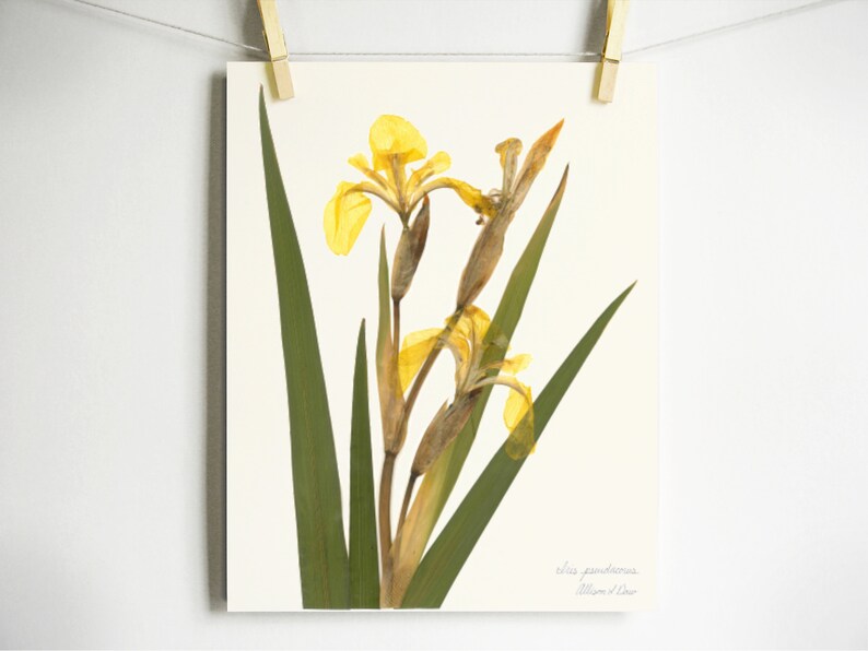 Yellow Iris Print; pressed botanical art yellow flower print vibrant color garden flower herbarium art dark floral wall décor dark botanical Light (no label)