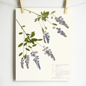 California Lilac Print; california wildflower pressed botanical print of light blue flowers ceanothus deerbrush cottage core light academia