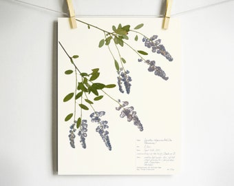 California Lilac Print; california wildflower pressed botanical print of light blue flowers ceanothus deerbrush cottage core light academia