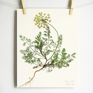 May include: A botanical print on off-white paper featuring a detailed illustration of a Daucus carota plant with green feathery leaves, a pale yellow flower head, and a brown root system. The text Daucus carota and Allison d'Eau is printed.