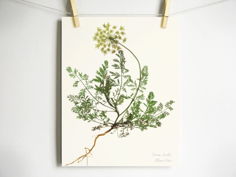 May include: A botanical print on off-white paper featuring a detailed illustration of a Daucus carota plant with green feathery leaves, a pale yellow flower head, and a brown root system. The text Daucus carota and Allison d'Eau is printed.