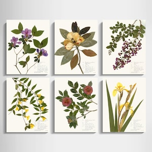 Southern Flowers Print Set of 6; pressed flower art botanical prints plant lover gift azalea crepe myrtle camellia yellow iris magnolia art