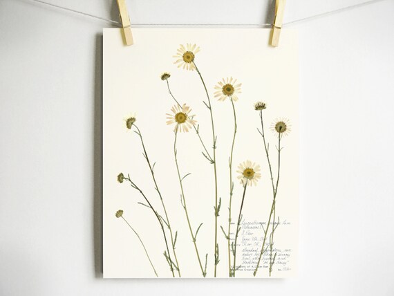 Pressed Art Daisy Etsy Art - Print White Flower Print Natural Pressed Art Botanical Wall Daisies Wildflowers Daisy Décor Home Art Pressed Oxeye