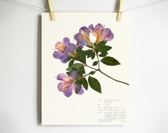 Azalea Print; purple flower art pressed plant art pressed flower print pressed botanical art floral wall art plant print with label