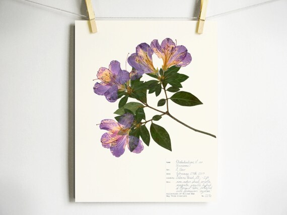 Impresión Azalea arte de la flor púrpura prensado arte de la - Etsy España