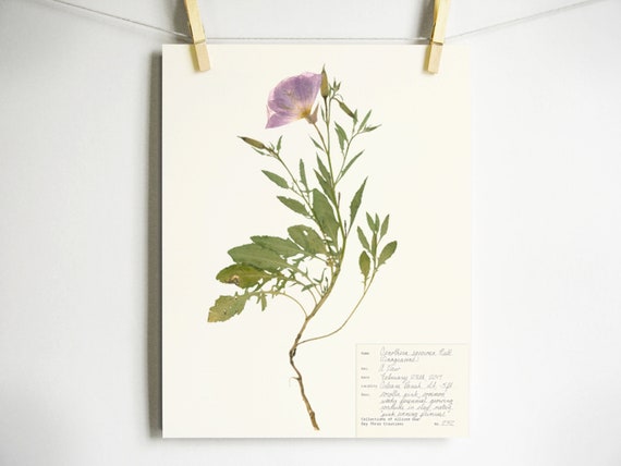 Scientist Botanicals Shirt Vintage Herbarium Flowers Scientist Botanicals Shirt Vintage Herbarium Flowers