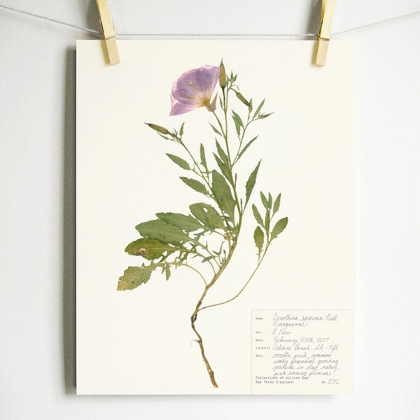 Evening Primrose Print; purple botanical art scientific plant art pressed plant southern wildflower art herbarium print louisiana art