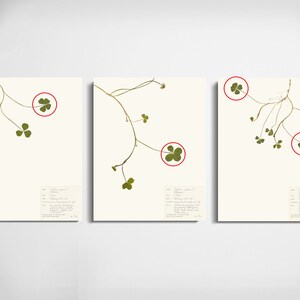 May include: Three botanical prints of a green clover plant with a single leaf circled in red on each print. The prints are on white paper with a small text description at the bottom of each print.