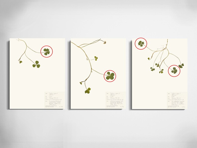 May include: Three botanical prints of a green clover plant with a single leaf circled in red on each print. The prints are on white paper with a small text description at the bottom of each print.