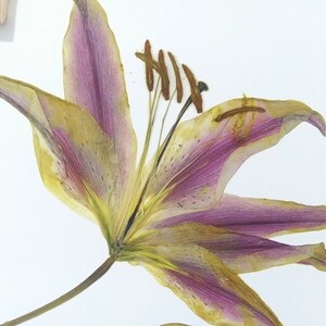 May include: A pressed, dried lily flower with purple and yellow petals. The flower is preserved and mounted on a white background.