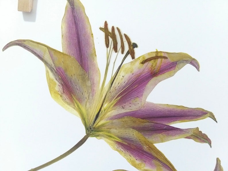 May include: A pressed, dried lily flower with purple and yellow petals. The flower is preserved and mounted on a white background.