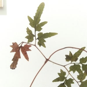 Pu&ograve; includere: Una felce pressata con foglie verdi e uno stelo marrone. La felce &egrave; montata su uno sfondo bianco.