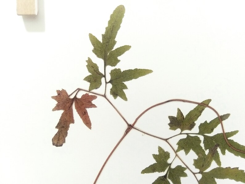 Pu&ograve; includere: Una felce pressata con foglie verdi e uno stelo marrone. La felce &egrave; montata su uno sfondo bianco.