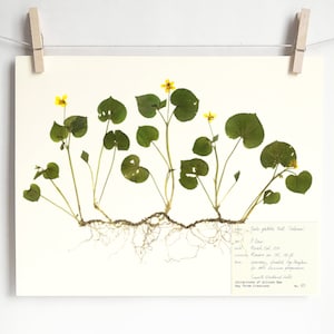 May include: A pressed botanical specimen of a yellow violet plant with green leaves and roots. The plant is labeled with the name "Twin-spurred Violet (Viola pedata)" and other details about the plant, including the date it was collected and the collector's name.