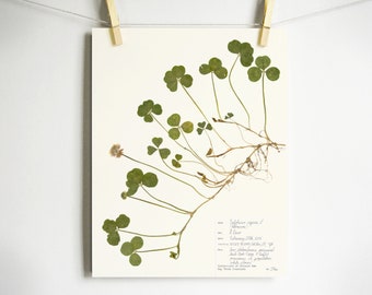 Double Four Leaf Clover Print; pressed clover herbarium print of rare plant Irish gift pressed white clover scientific art plant with roots