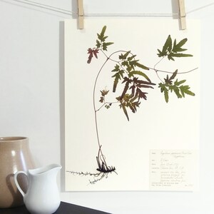 Pu&ograve; includere: Una stampa botanica pressata di una pianta verde frondosa con steli marroni su uno sfondo bianco. La stampa include testo scritto a mano con il nome della pianta, "Lygodium palmatum (Felce arborea)", e altri dettagli sulla pianta.