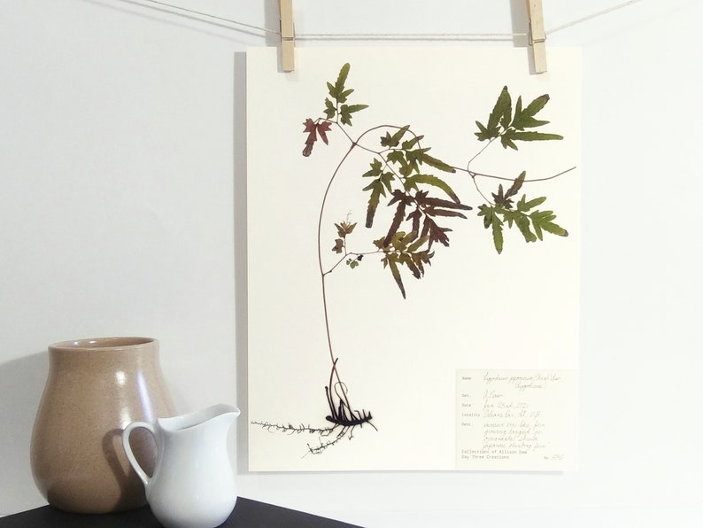 Pu&ograve; includere: Una stampa botanica pressata di una pianta verde frondosa con steli marroni su uno sfondo bianco. La stampa include testo scritto a mano con il nome della pianta, "Lygodium palmatum (Felce arborea)", e altri dettagli sulla pianta.