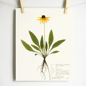 Black Eyed Susan Print; pressed plant botanical art herbarium specimen yellow flower art scientific art dried flower colorado wildflower