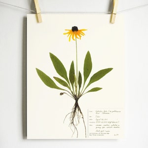 Black Eyed Susan Print; pressed plant botanical art herbarium specimen yellow flower art scientific art dried flower colorado wildflower Light (with label)