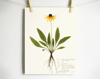 Black Eyed Susan Print; pressed plant botanical art herbarium specimen yellow flower art scientific art dried flower colorado wildflower