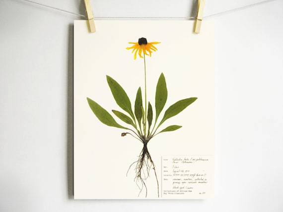 Black Eyed Susan Print; pressed plant botanical art herbarium specimen yellow flower art scientific art dried flower colorado wildflower