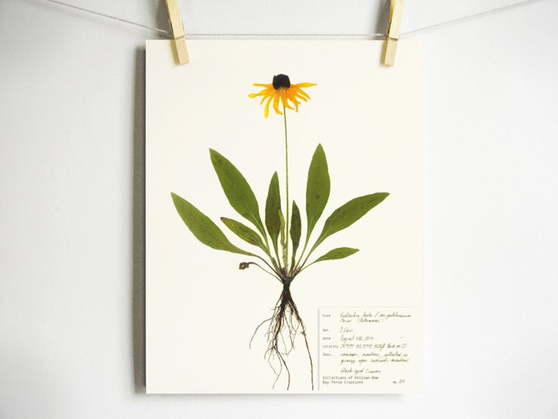 Black Eyed Susan Print; pressed plant botanical art herbarium specimen yellow flower art scientific art dried flower colorado wildflower Light (with label)