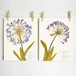 Agapanthus Print Set of 2; purple flower art pressed plant décor herbarium prints of original southern garden flowers floral wall art image 1