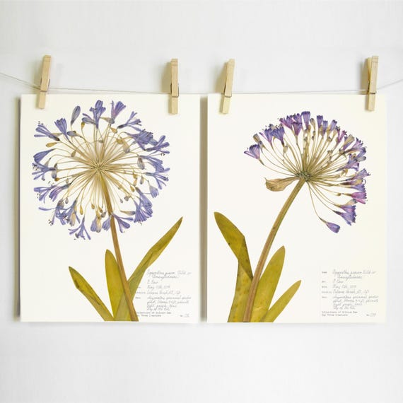 Agapanthus Print Set of 2; purple flower art pressed plant décor herbarium prints of original southern garden flowers floral wall art