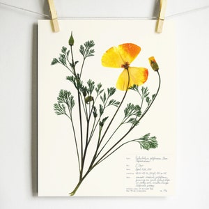May include: A pressed California Poppy flower with green stems and leaves. The flower is yellow with orange edges. The print includes the scientific name, Eschscholzia californica, and the date April 14, 2015.