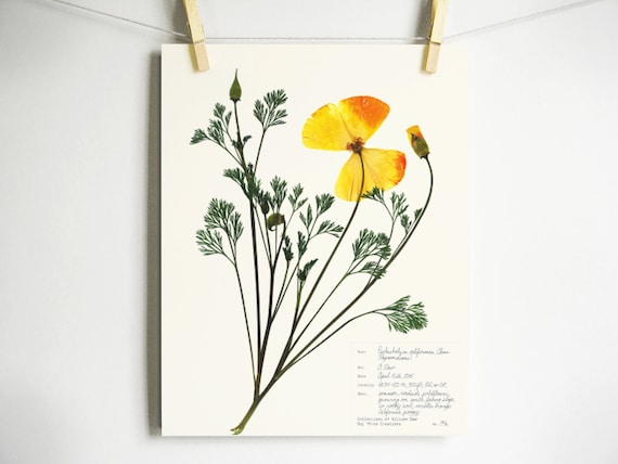 California Mohn Druck Gepresste Botanische Kunstwerk Etsy