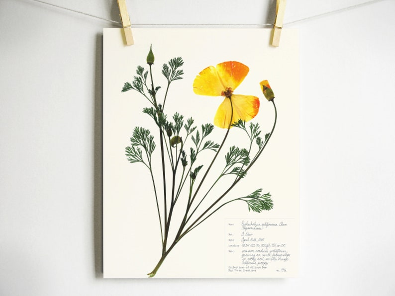 May include: A pressed California Poppy flower with green stems and leaves. The flower is yellow with orange edges. The print includes the scientific name, Eschscholzia californica, and the date April 14, 2015.