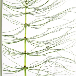 Giant Horsetail Print botany artwork scientific botanical with label herbarium print pressed plant print unique plant art nature lover gift image 6