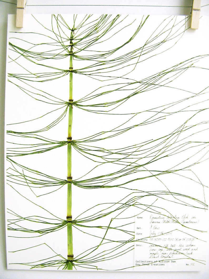 Giant Horsetail Print botany artwork scientific botanical with label herbarium print pressed plant print unique plant art nature lover gift image 6