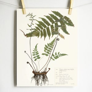 Maiden Fern Print; dried fern frond with roots art pressed plant print with scientific label living room office art botanical illustration