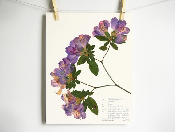 Azalea Print; pressed plant art modern decor botanical print pressed flower art spring flowers print dried plant print purple flower art