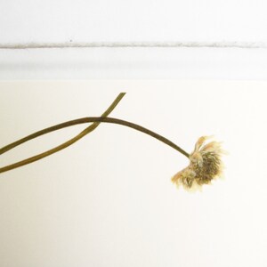 May include: A single dried flower with a brown stem against a white background.