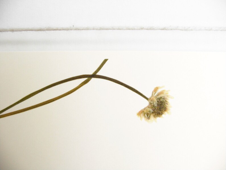 May include: A single dried flower with a brown stem against a white background.