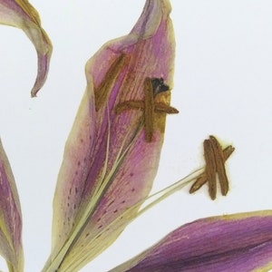 May include: A dried lily flower with purple and yellow petals. The flower is pressed and mounted on a white background.
