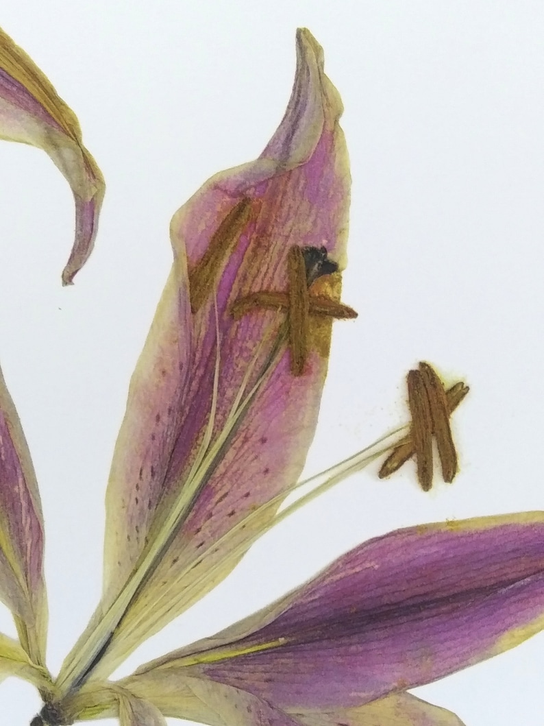 May include: A dried lily flower with purple and yellow petals. The flower is pressed and mounted on a white background.