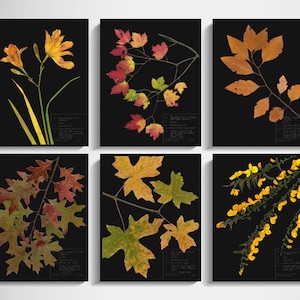 Halloween-Druck 6er-Set; gepresste botanische Kunst mit dunklem Hintergrund wissenschaftlicher Halloween Dekor schwarzer Hintergrund Herbarium Halloween Kunst