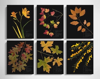 Halloween Print Set of 6; pressed botanical art with dark background scientific halloween décor black background herbarium halloween art