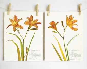 Orange Day Lily Print Set; burnt orange flower art herbarium specimen pressed flower art 8x10 11x14 garden plant prints pressed lillies