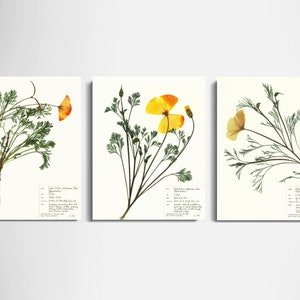 California Poppy Print Set of 3; botanical prints pressed flower art California wildflower art orange flower print herbarium archival paper