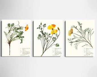 California Poppy Print Set of 3; botanical prints pressed flower art California wildflower art orange flower print herbarium archival paper