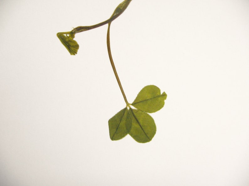 May include: A close-up of a green four-leaf clover plant with a stem and a single leaf.