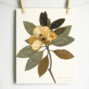 Imprimé magnolia Impression d'herbier d'art de fleurs pressées Art de magnolia pressé, ferme d'art mural, impression botanique, décor de feuilles et de magnolia blanc Light (no label)